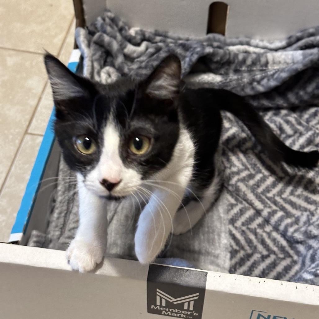 Enlarge Mr. Meowster, a Adoptable Domestic Short Hair in Opelika, AL image 2/3