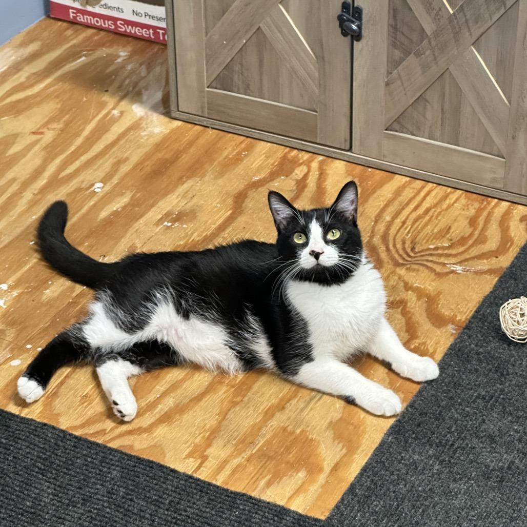 Enlarge Mr. Meowster, a Adoptable Domestic Short Hair in Opelika, AL image 3/3