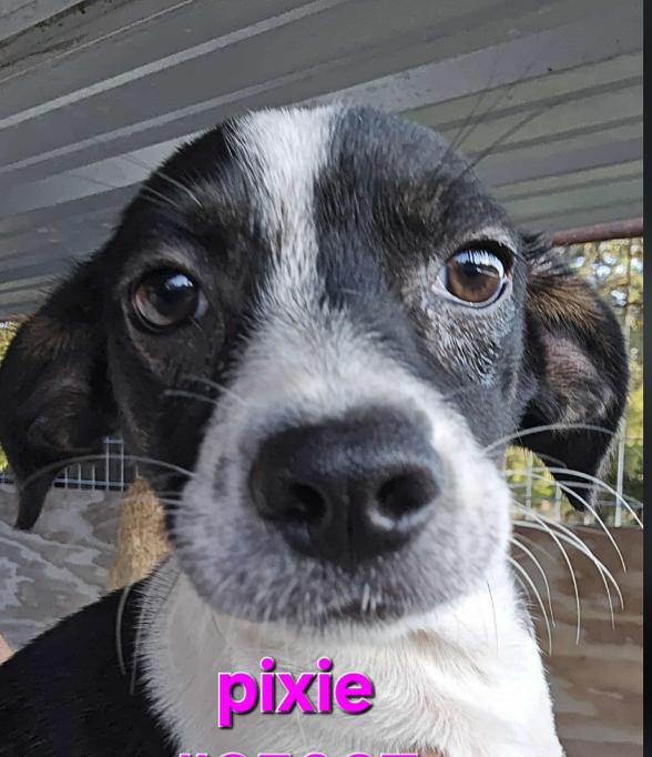 Enlarge Pixie in TX, a Adoptable Chihuahua in Cranston, RI image 1/1