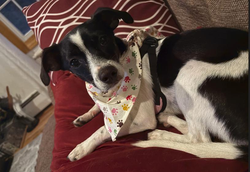 Pixie in RI, Adoptable, Young Female Chihuahua.