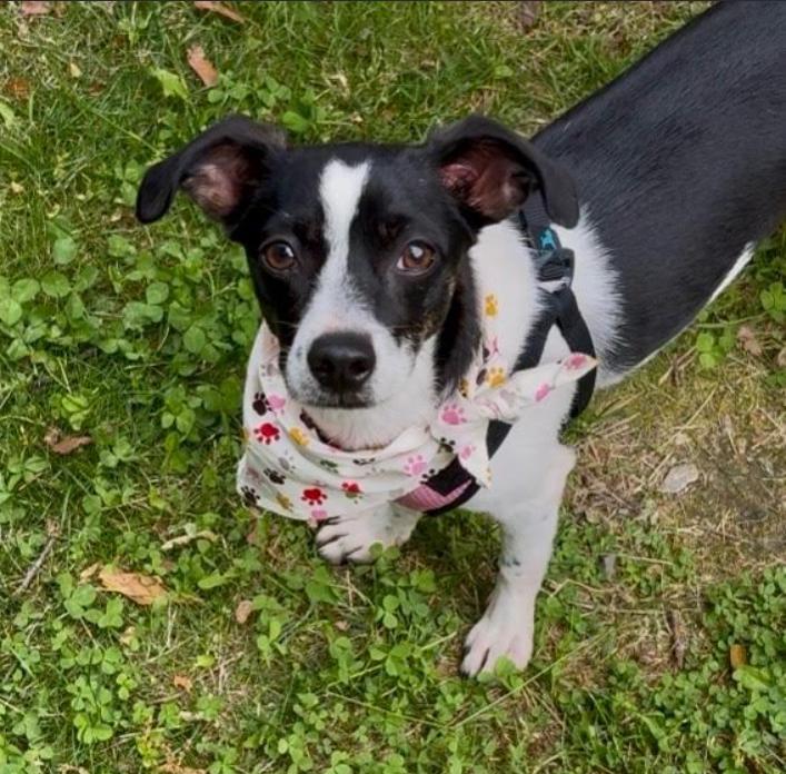 Enlarge Pixie in RI, a Adoptable Chihuahua in Cranston, RI image 2/3