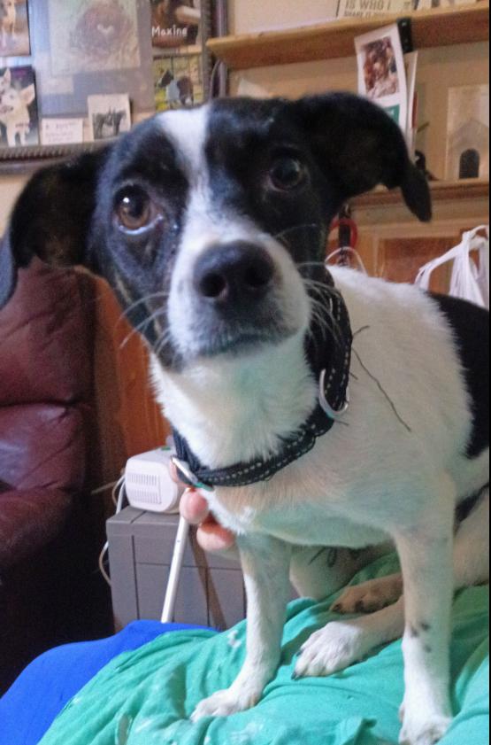 Pixie in TX, a Adoptable Chihuahua in Cranston, RI image 2/3