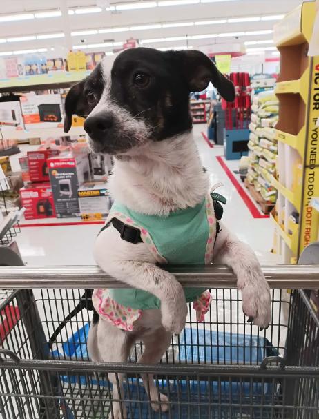 Enlarge Pixie in TX, a Adoptable Chihuahua in Cranston, RI image 2/2