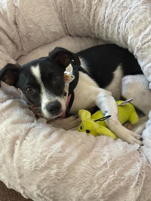 Enlarge Pixie in RI, a Adoptable Chihuahua in Cranston, RI image 3/3