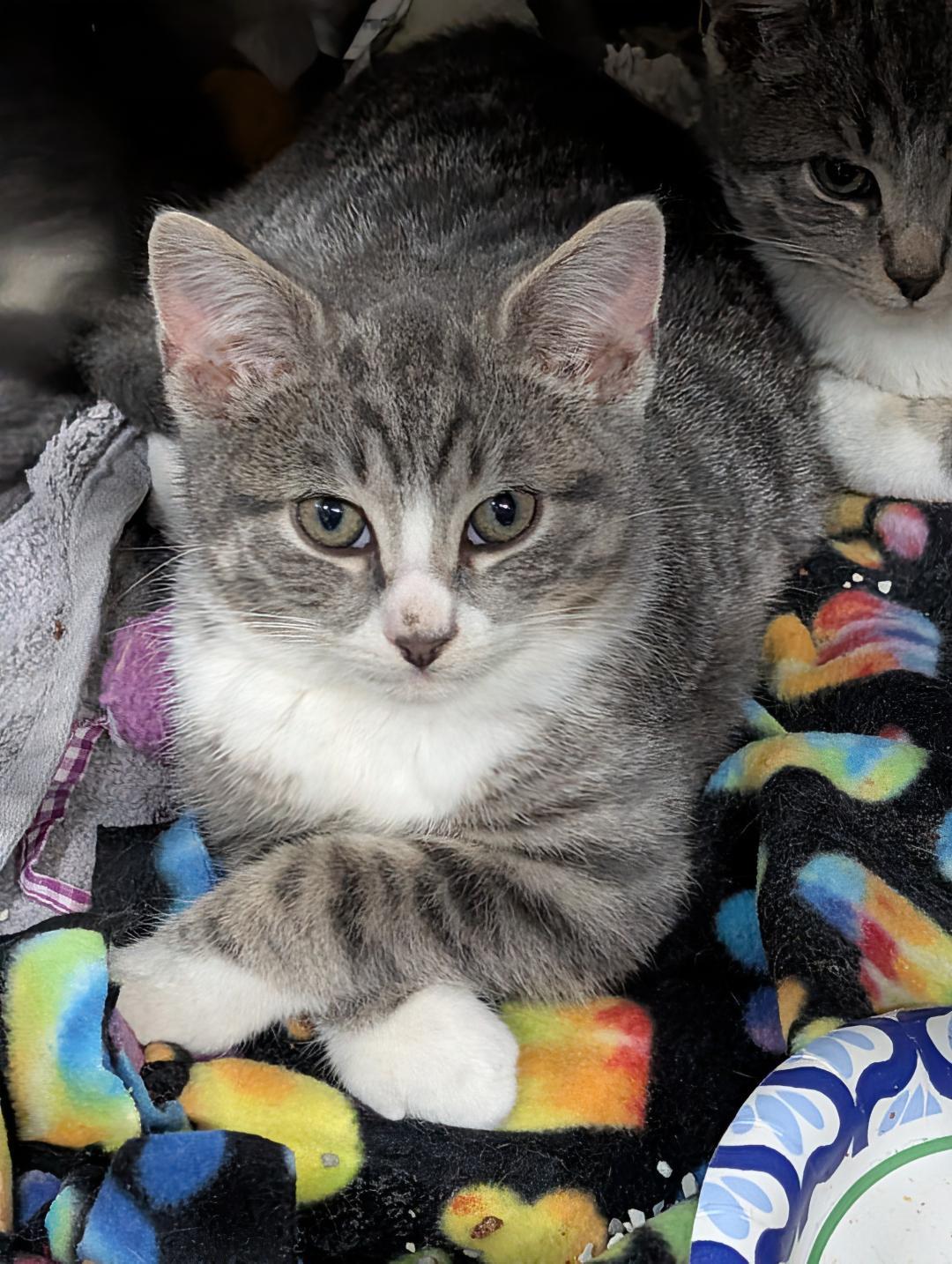 Enlarge Riley, a ADOPTABLE Domestic Short Hair in Reisterstown, MD image 1/5