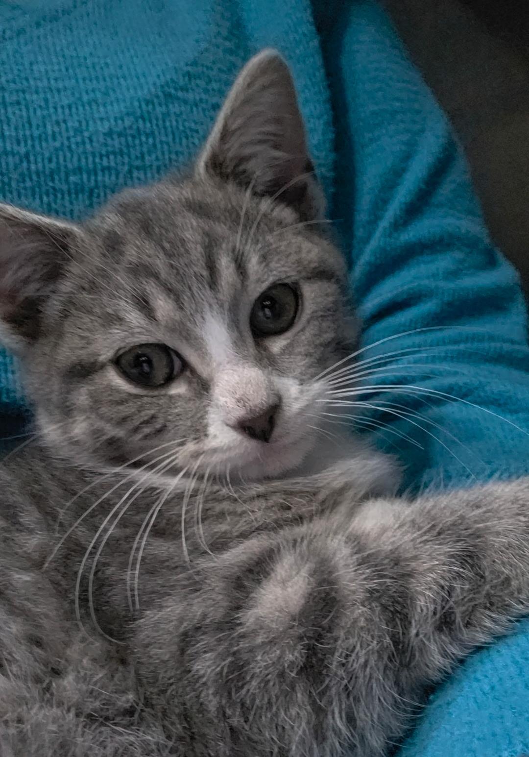 Enlarge Riley, a ADOPTABLE Domestic Short Hair in Reisterstown, MD image 4/5