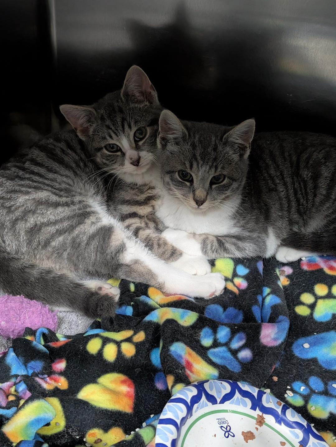 Enlarge Riley, a ADOPTABLE Domestic Short Hair in Reisterstown, MD image 5/5