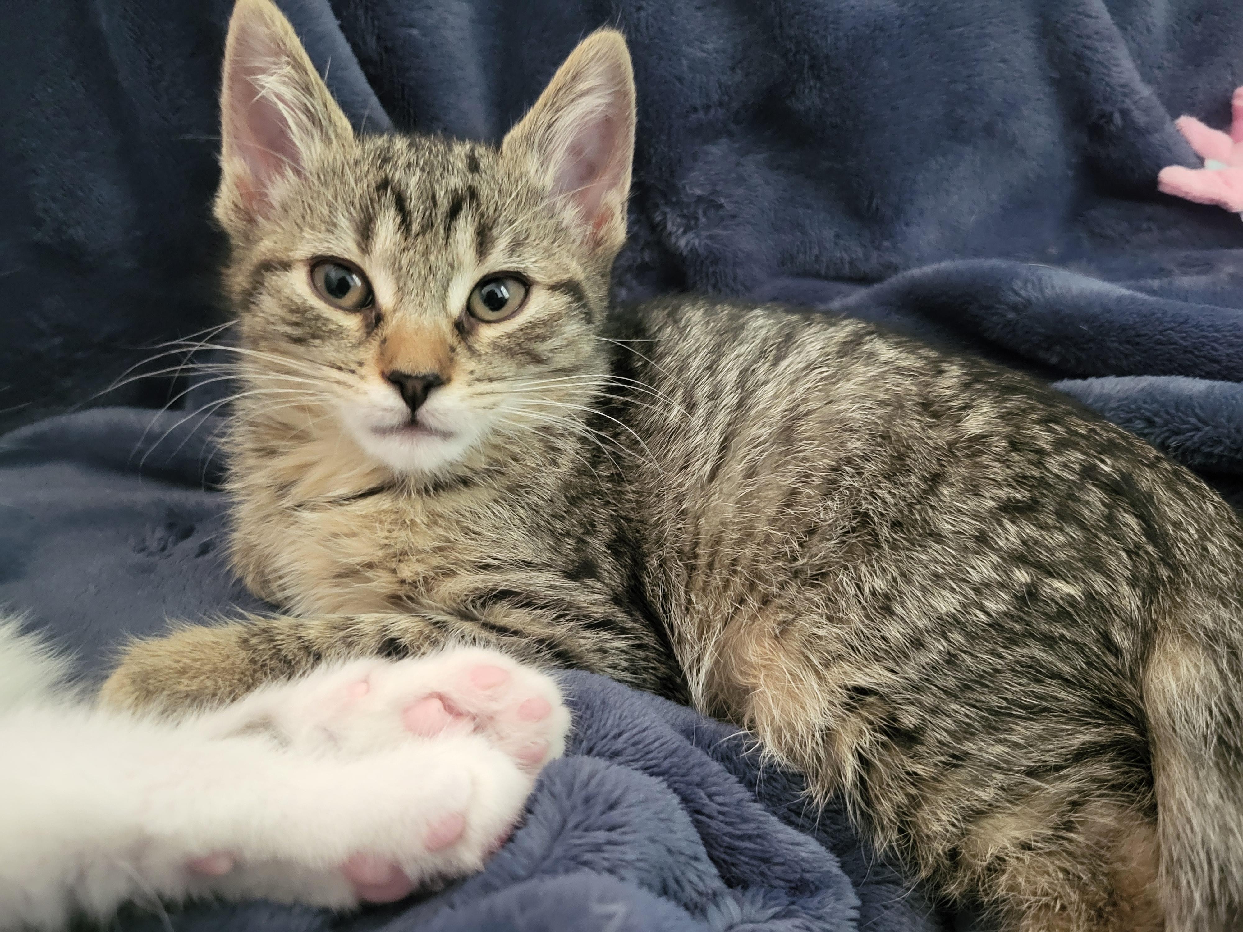 Sprinkler, adoptable, Kitten Female Domestic Short Hair.