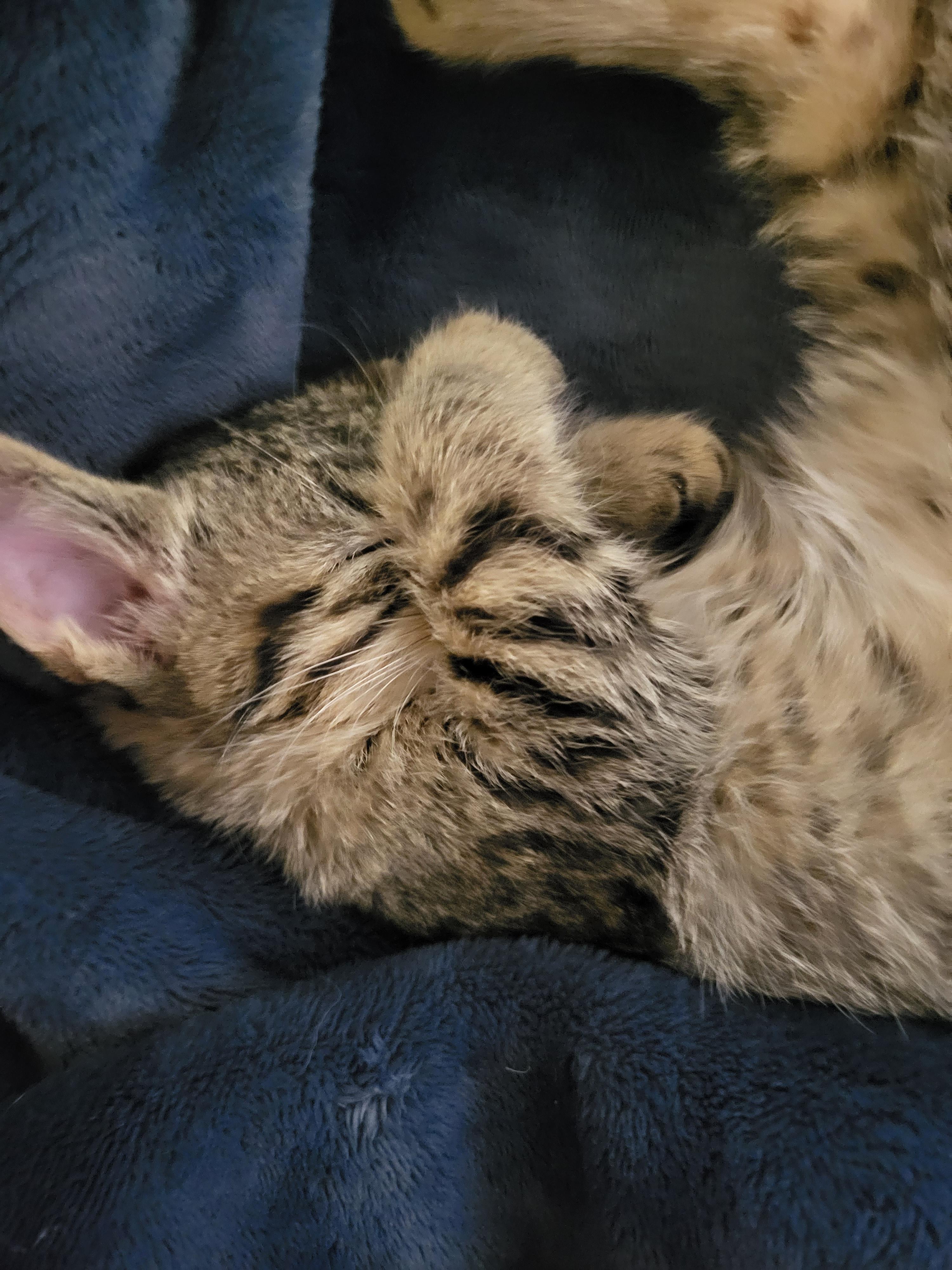 Sprinkler, an adoptable Domestic Short Hair in Indianapolis, IN image 5/6