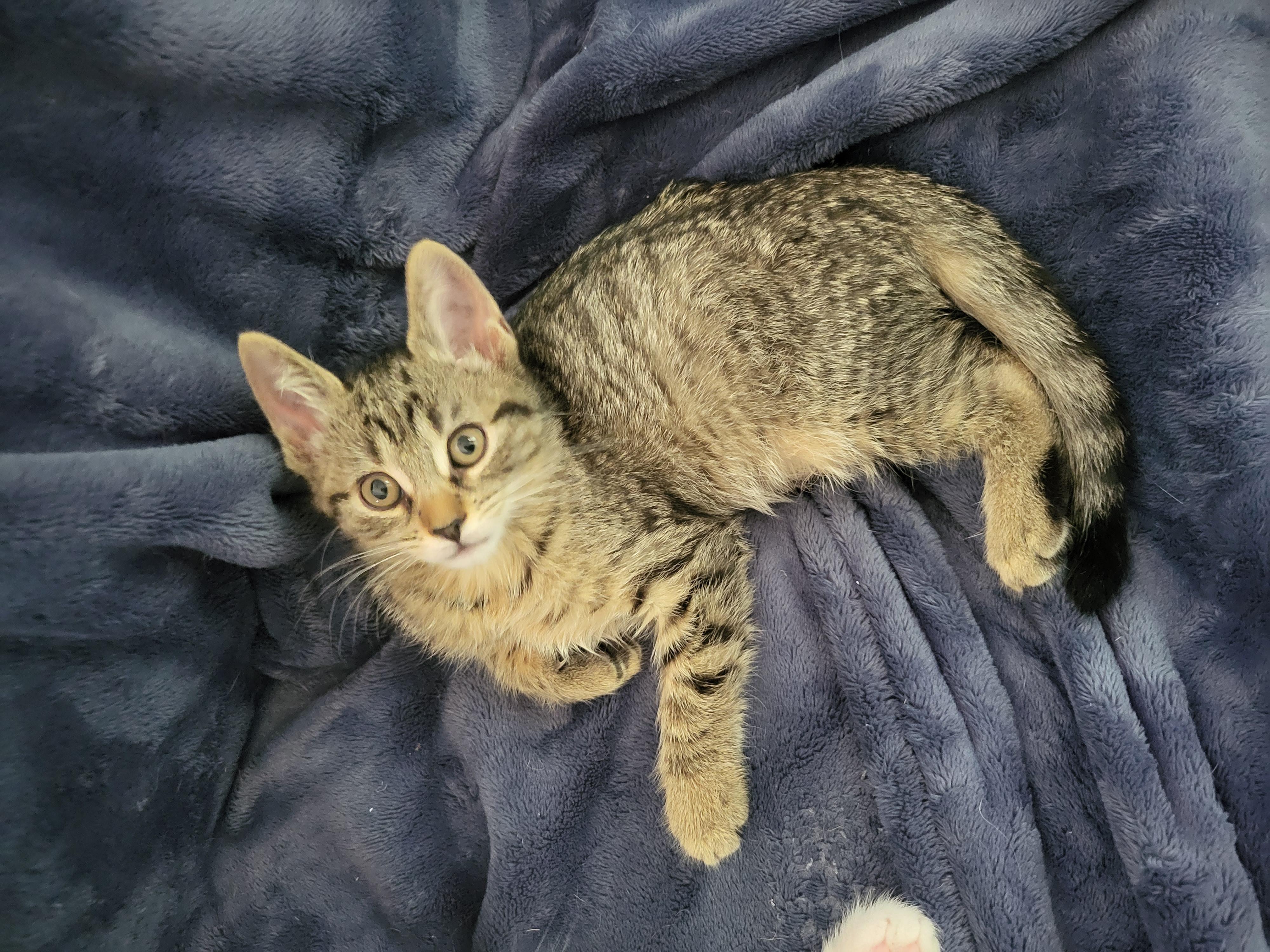 Sprinkler, an adoptable Domestic Short Hair in Indianapolis, IN image 3/6