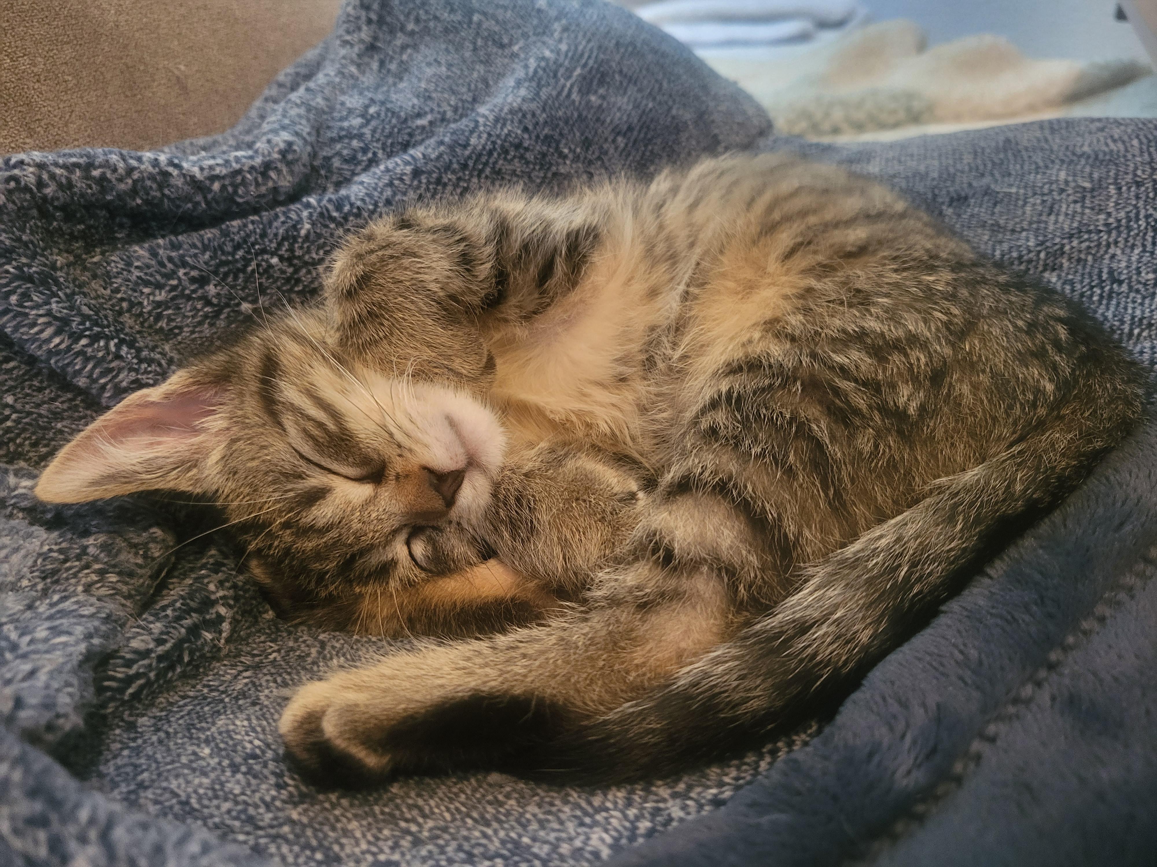 Sprinkler, an adoptable Domestic Short Hair in Indianapolis, IN image 6/6