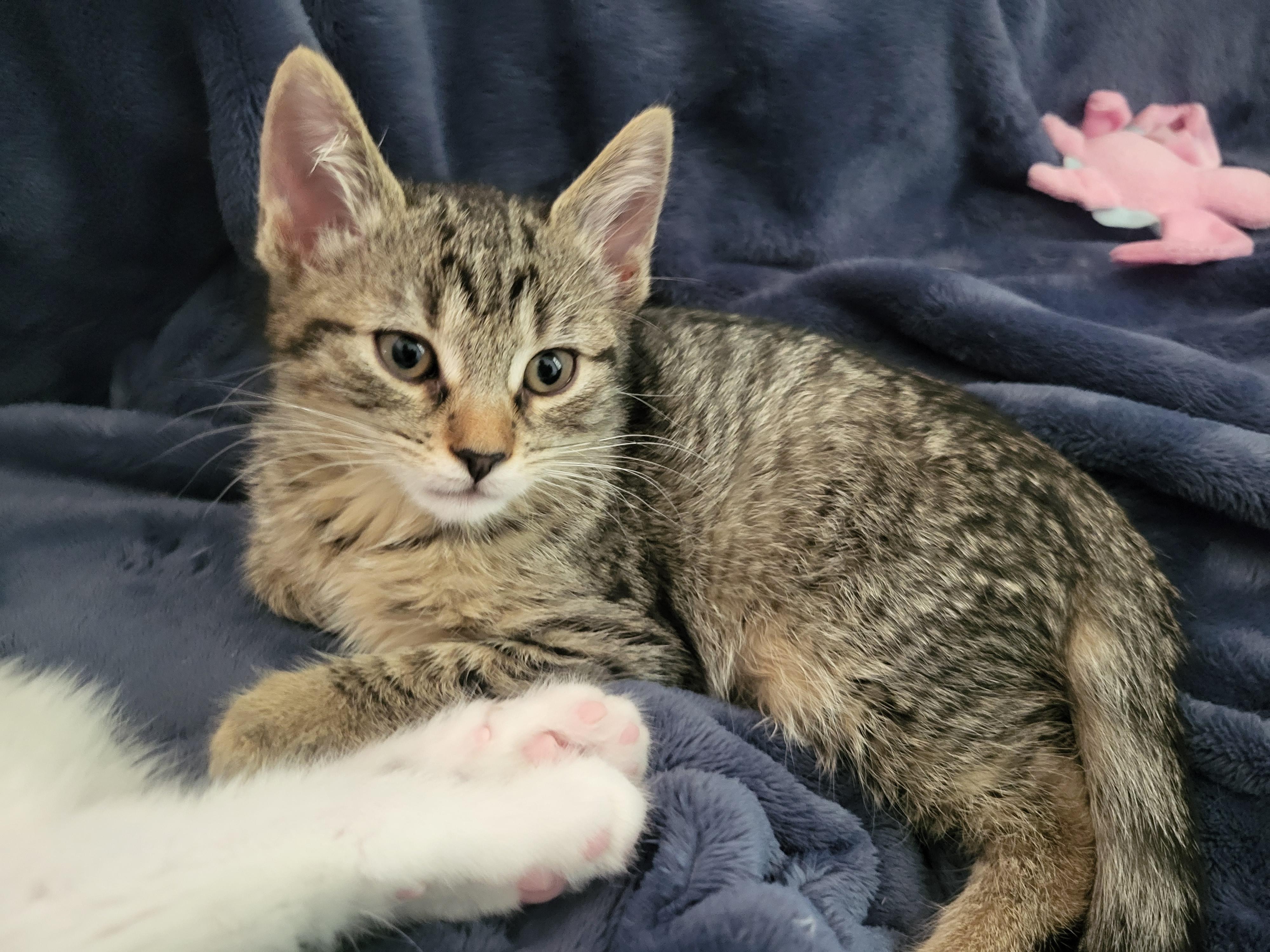Sprinkler, an adoptable Domestic Short Hair in Indianapolis, IN image 4/6