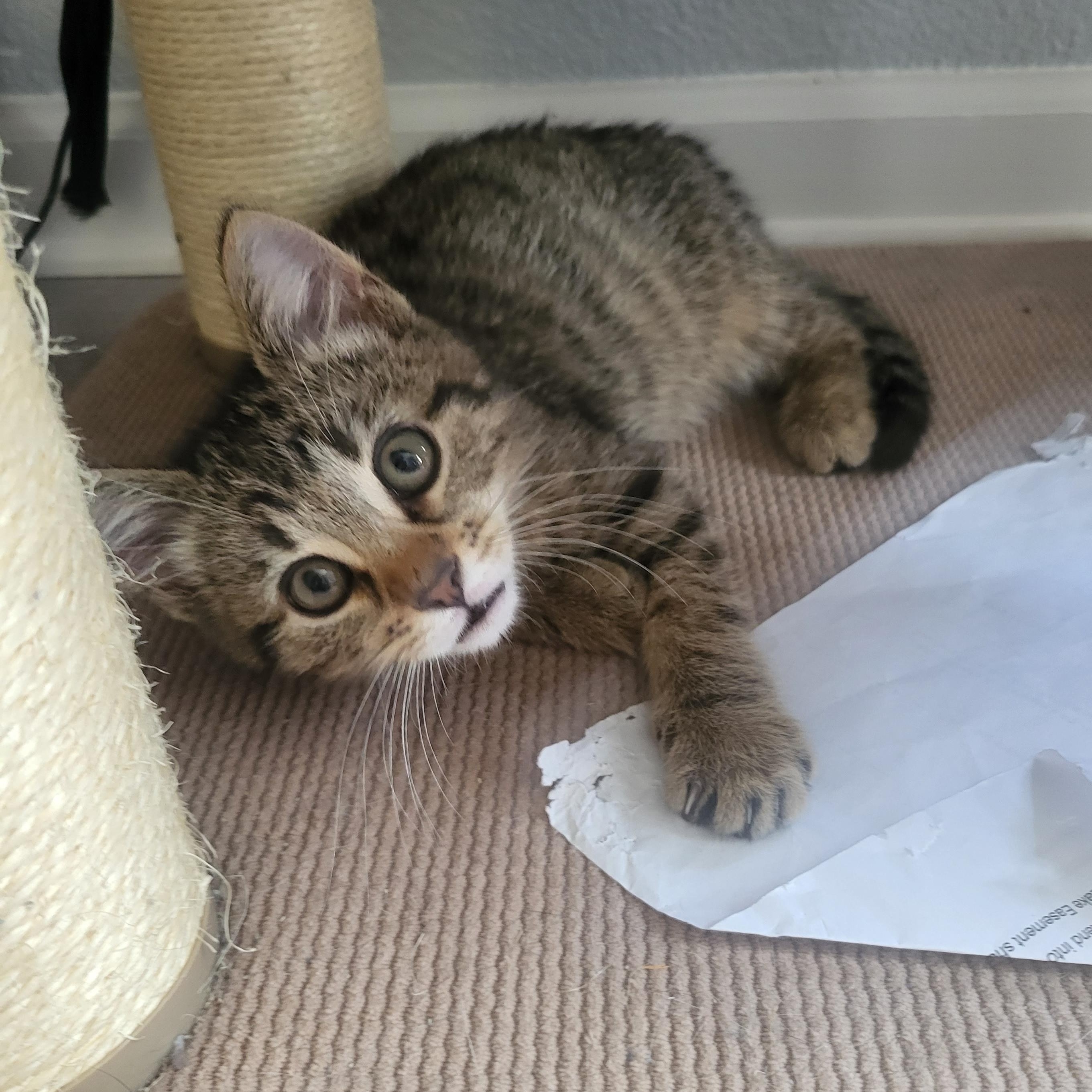 Sprinkler, an adoptable Domestic Short Hair in Indianapolis, IN image 2/6