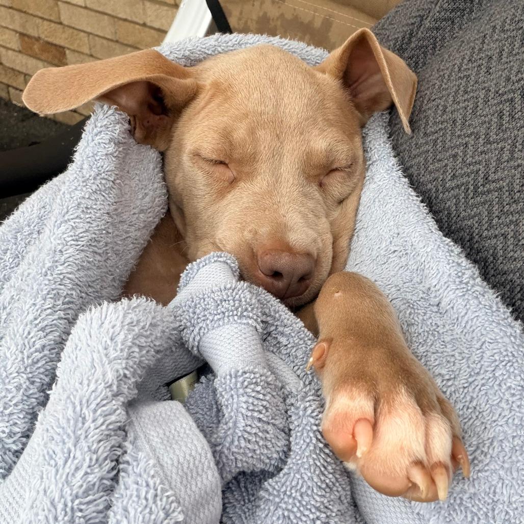 Fendi, Adoptable, Puppy Female Mixed Breed.