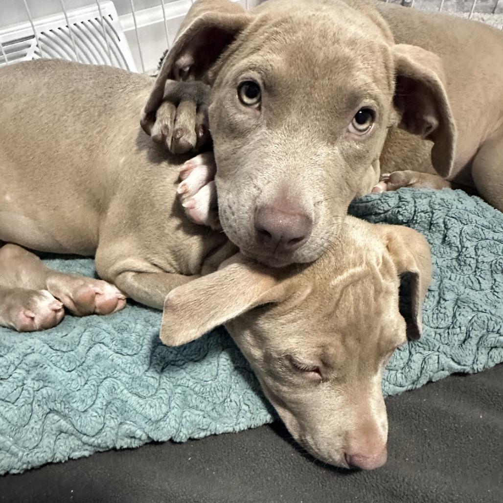 Enlarge Fendi, a Adoptable Mixed Breed in Grand Rapids, MI image 2/6