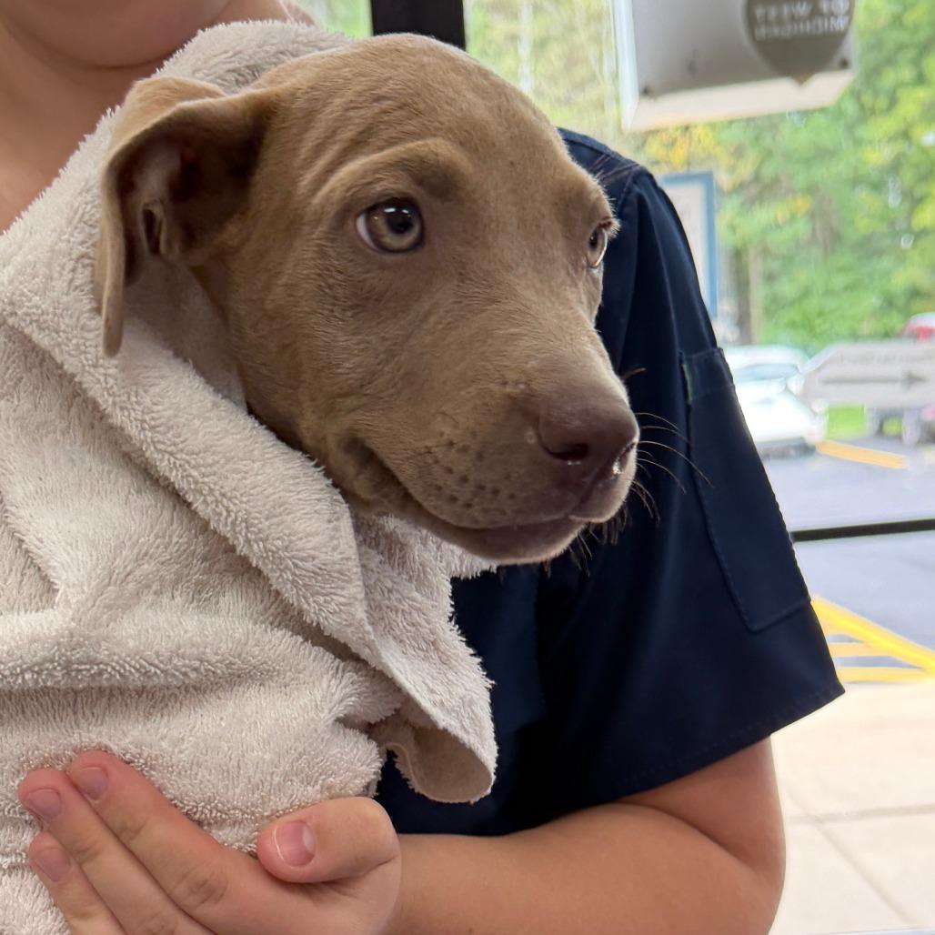 Enlarge Fendi, a Adoptable Mixed Breed in Grand Rapids, MI image 5/6