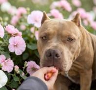 Zara , a ADOPTABLE Pit Bull Terrier in Bismarck, ND image 5/5