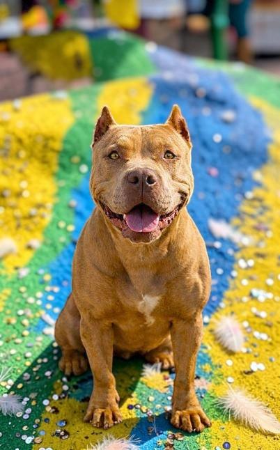 Zara , a ADOPTABLE Pit Bull Terrier in Bismarck, ND image 2/5