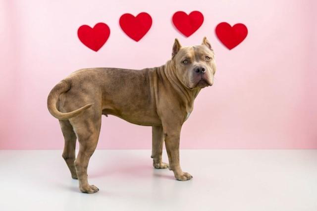Zara , a ADOPTABLE Pit Bull Terrier in Bismarck, ND image 3/5