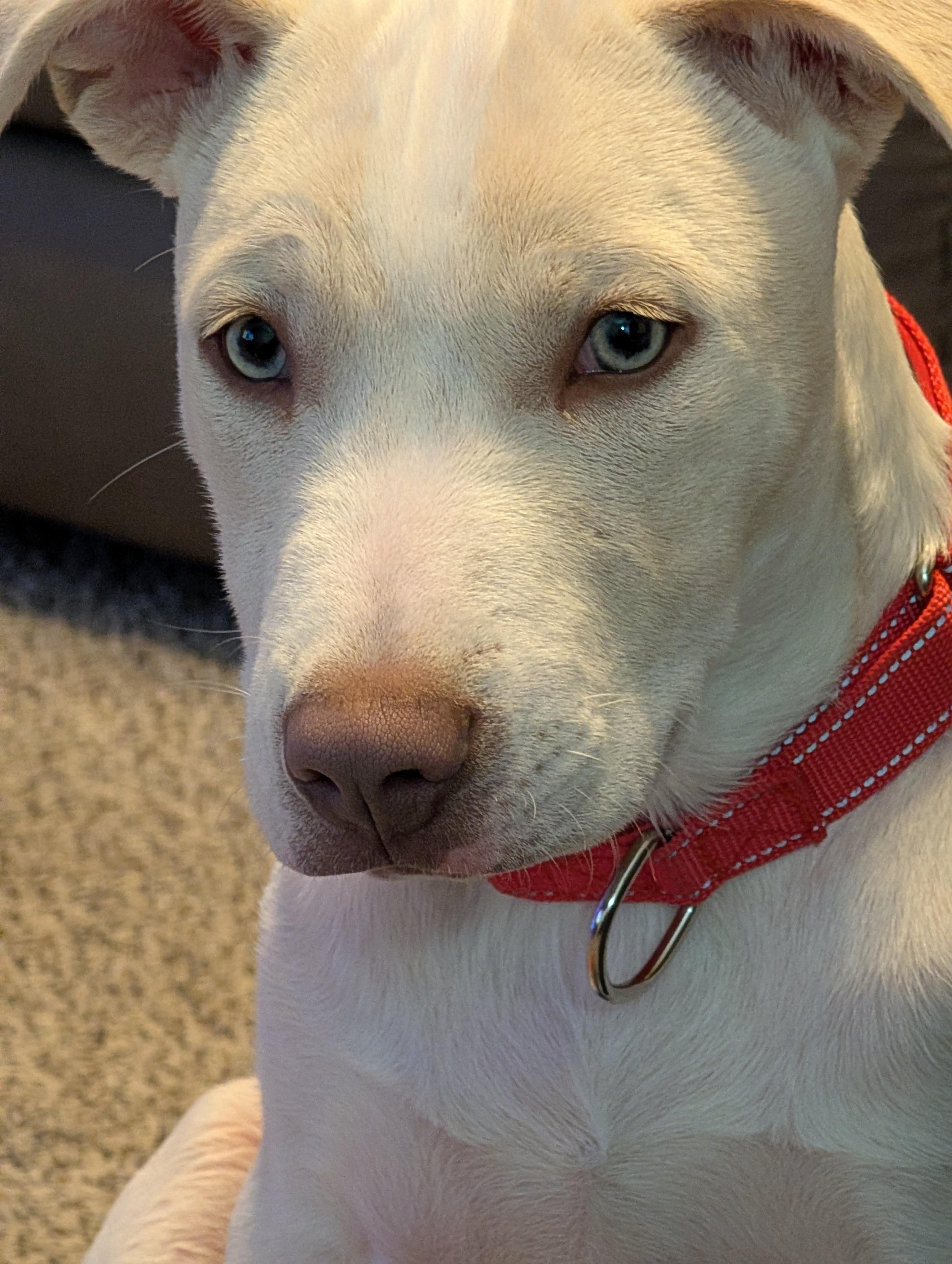 Asher, Adoptable, Young Male Pit Bull Terrier & Mixed Breed.