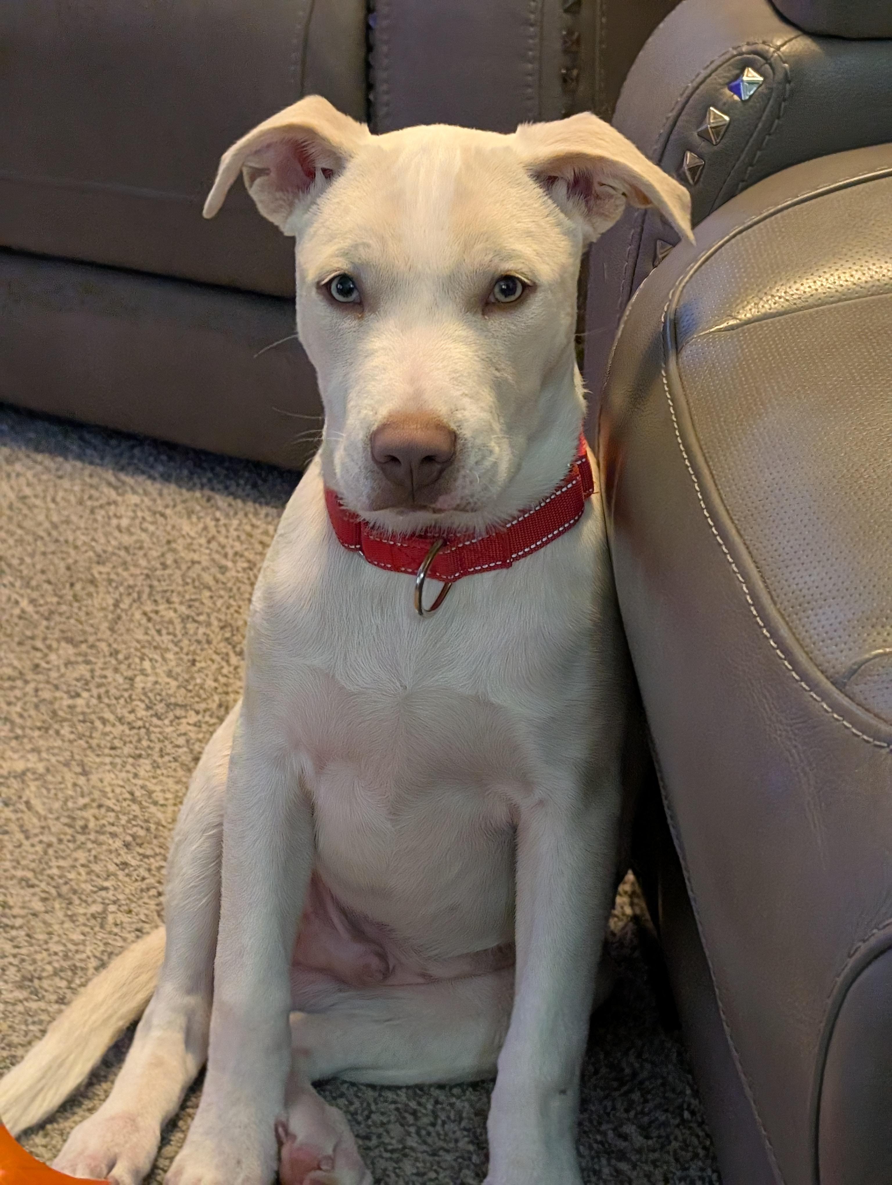 Enlarge Asher, a Adoptable mixed breed in Alma, WI image 2/6