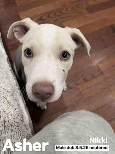 Enlarge Asher, a Adoptable mixed breed in Alma, WI image 3/6