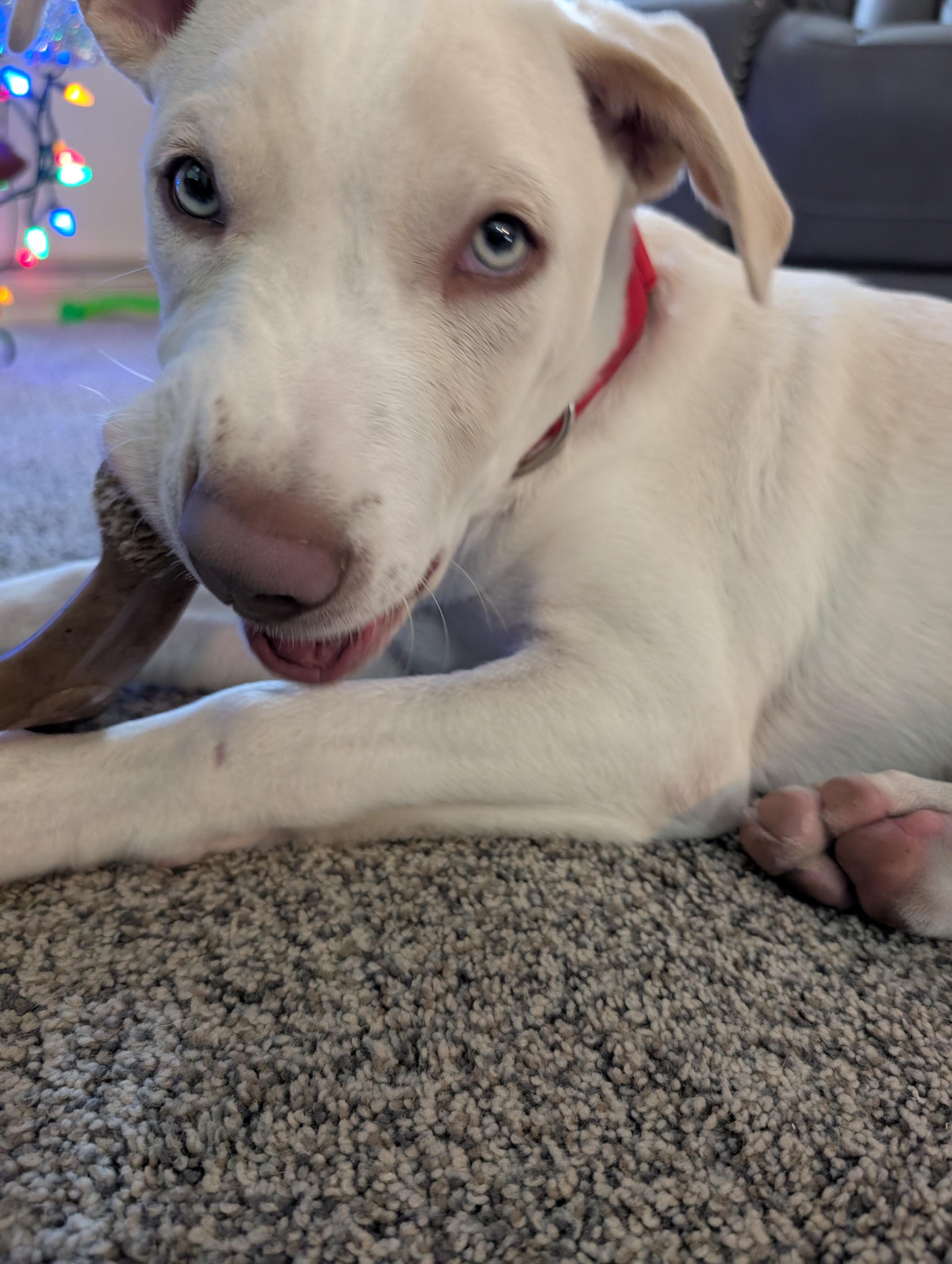 Enlarge Asher, a Adoptable mixed breed in Alma, WI image 4/6