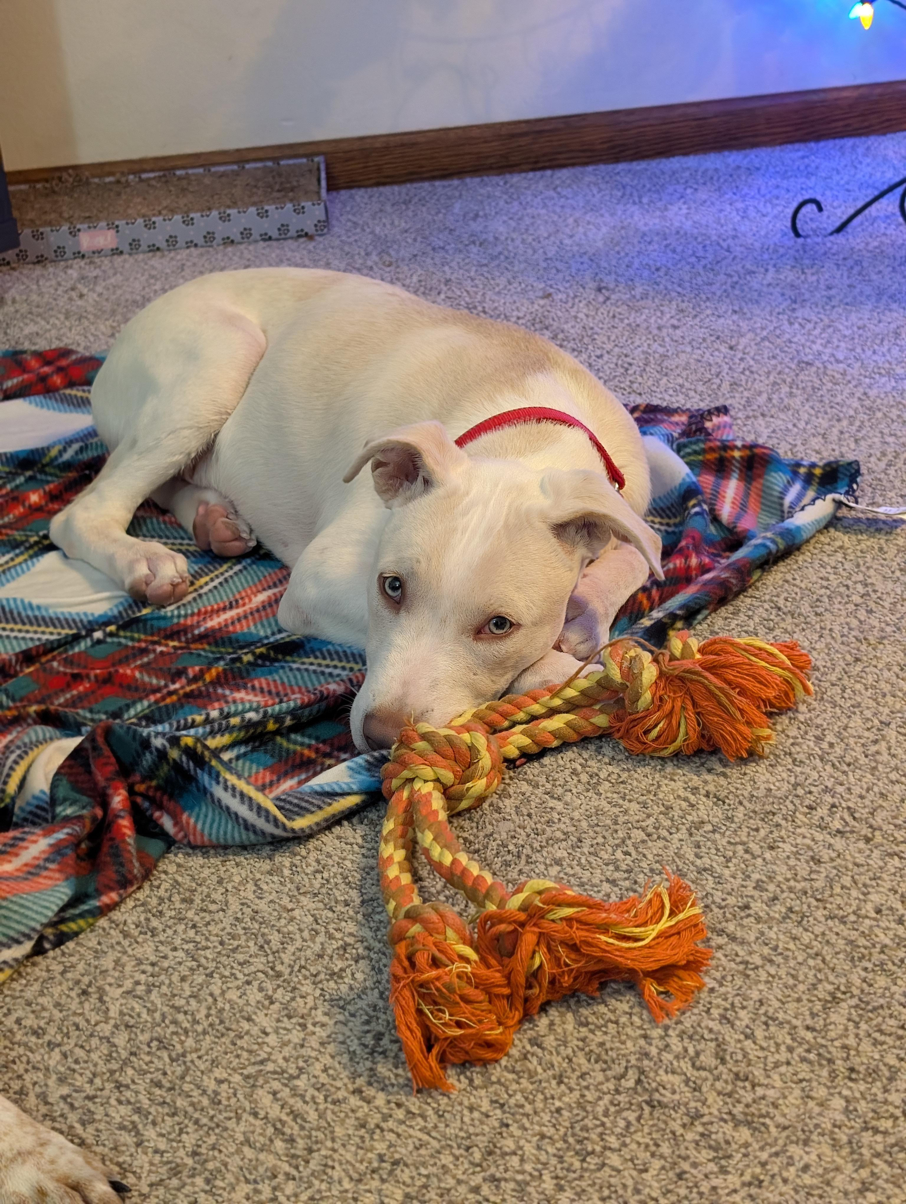 Enlarge Asher, a Adoptable mixed breed in Alma, WI image 5/6