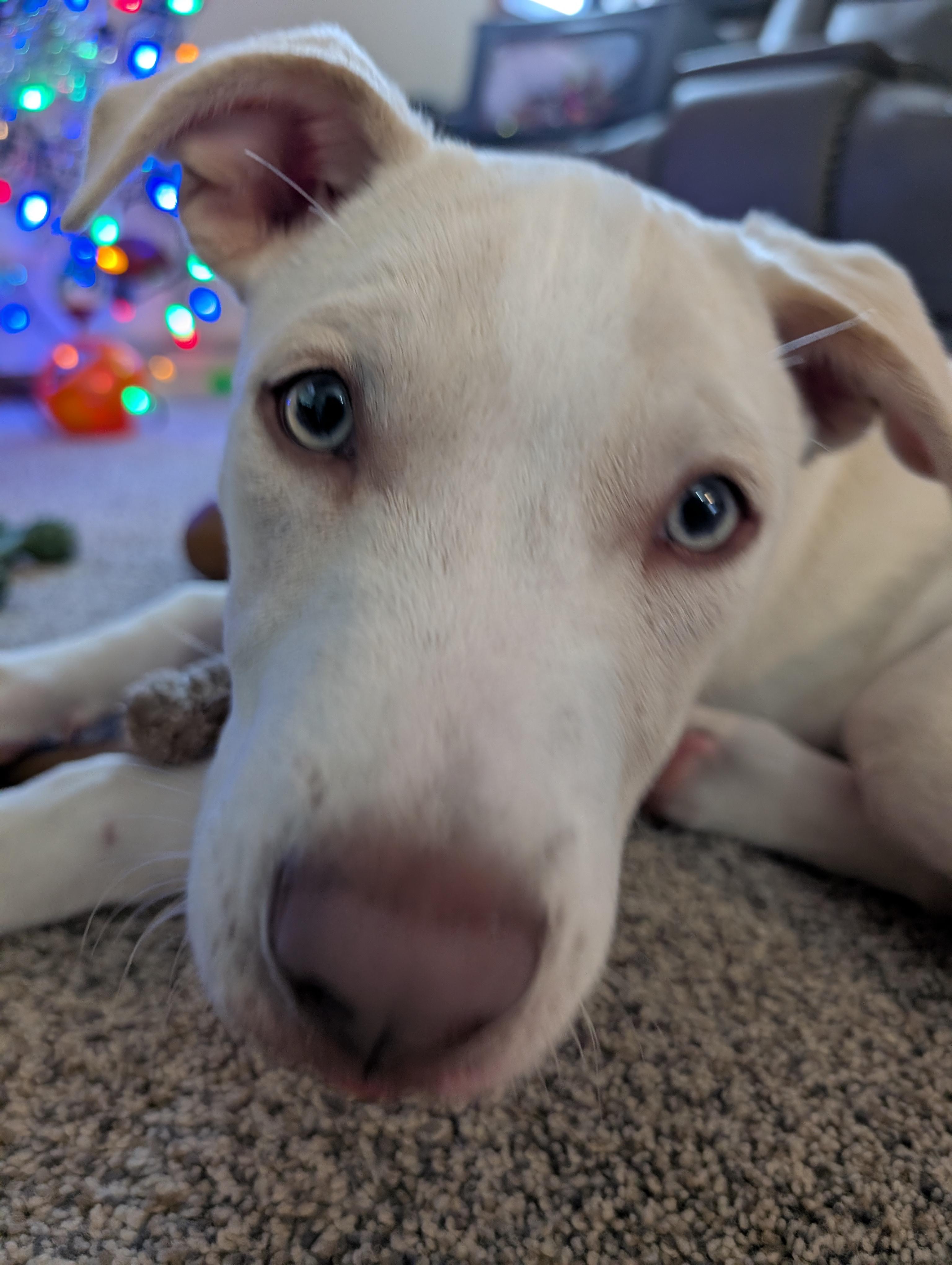 Enlarge Asher, a Adoptable mixed breed in Alma, WI image 6/6