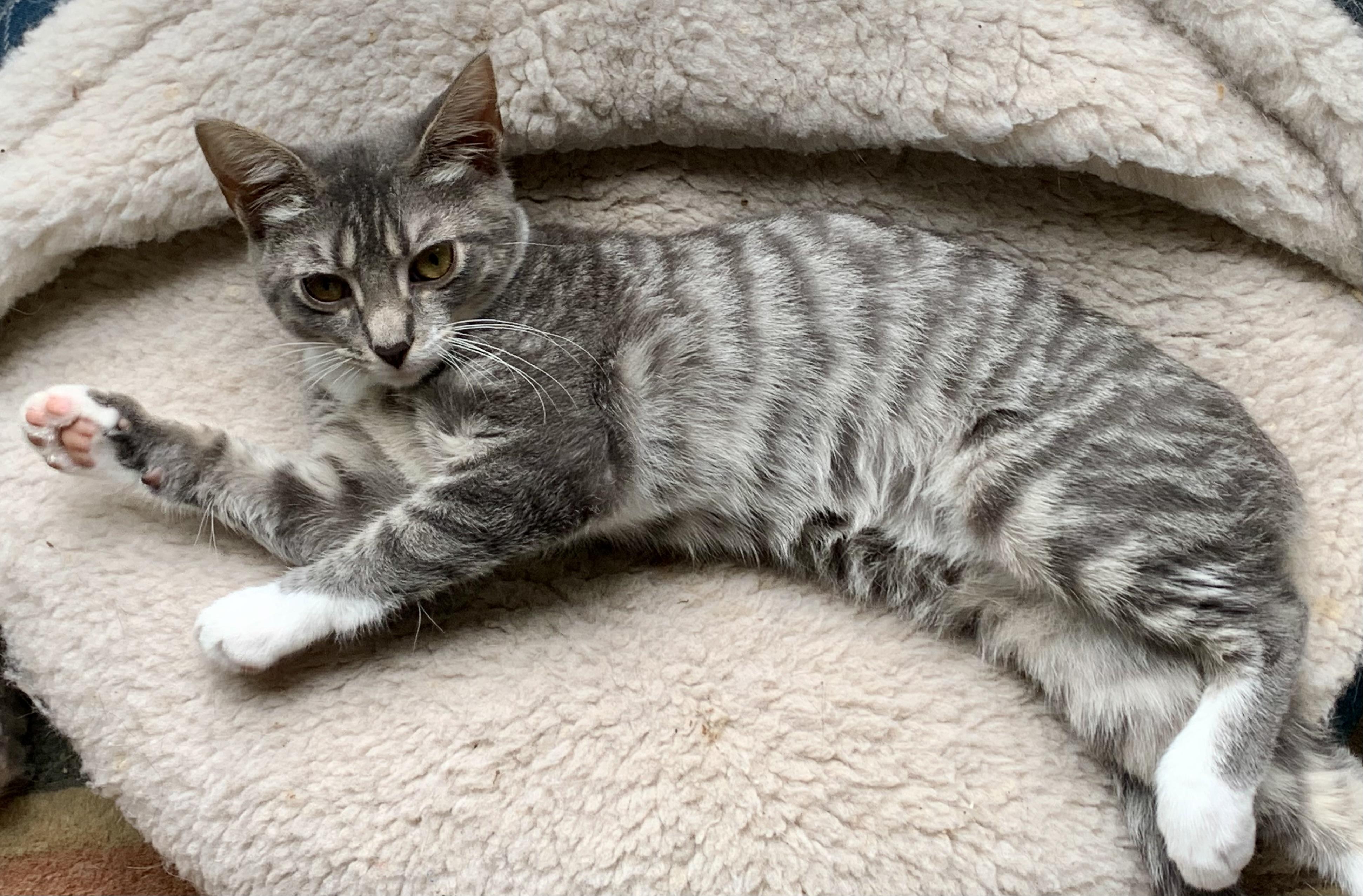 Larry and Chrissy - 4 months old @8/31