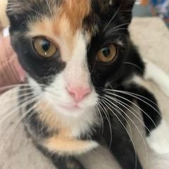 Enlarge Larry and Chrissy - 4 months old @8/31, a Adoptable mixed breed in Ambler, PA image 3/6