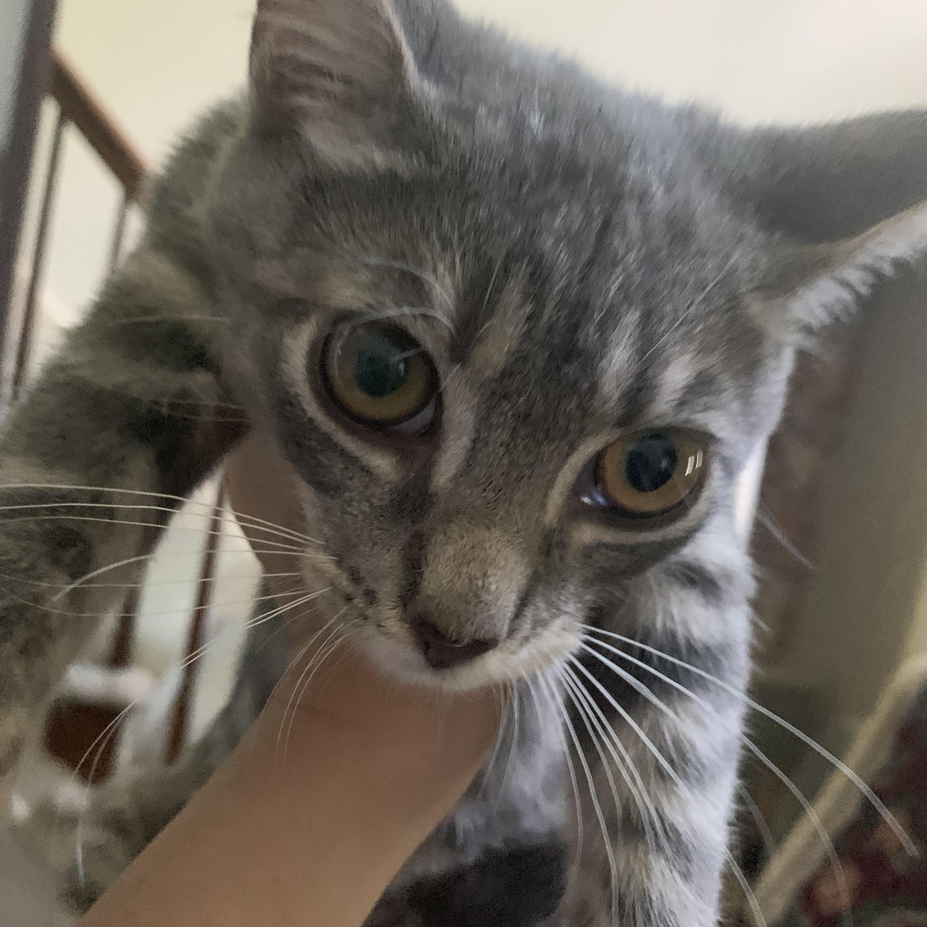 Larry and Chrissy - 4 months old @8/31