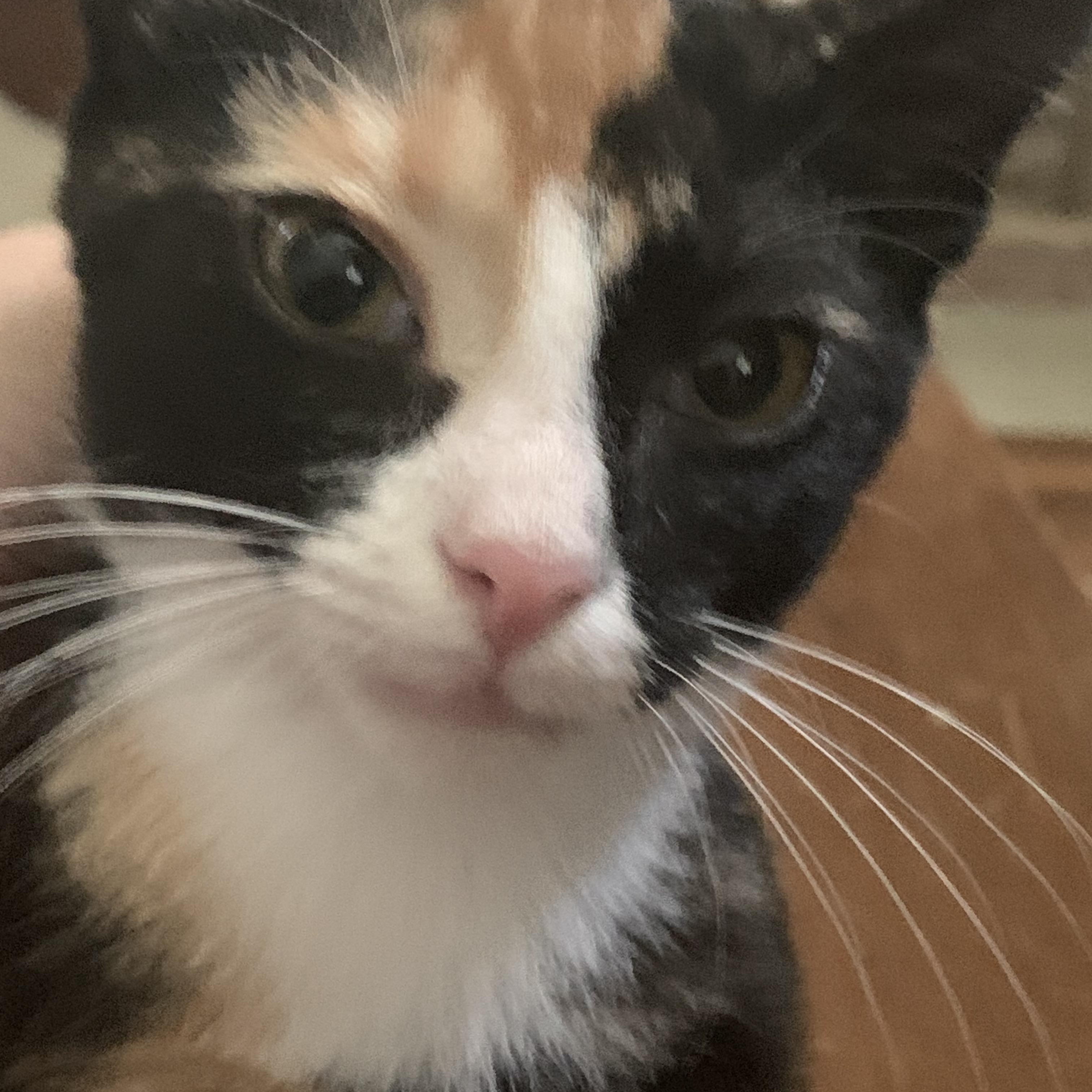 Larry and Chrissy - 4 months old @8/31, Adoptable, Kitten Female Domestic Short Hair.