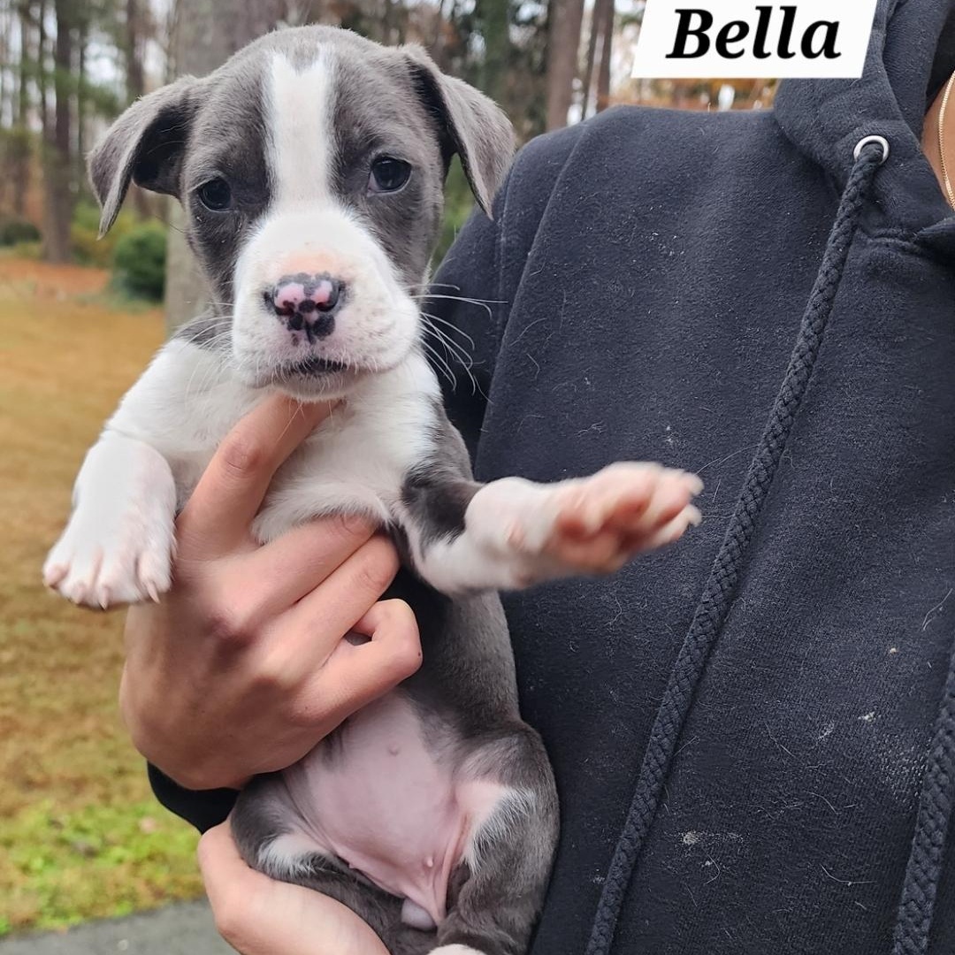 Bella, Adoptable, Puppy Female American Staffordshire Terrier & Pit Bull Terrier.