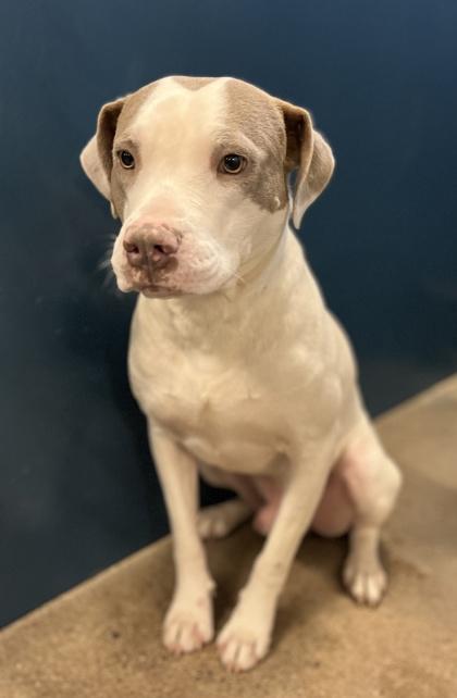 Elton — thumbnail 2