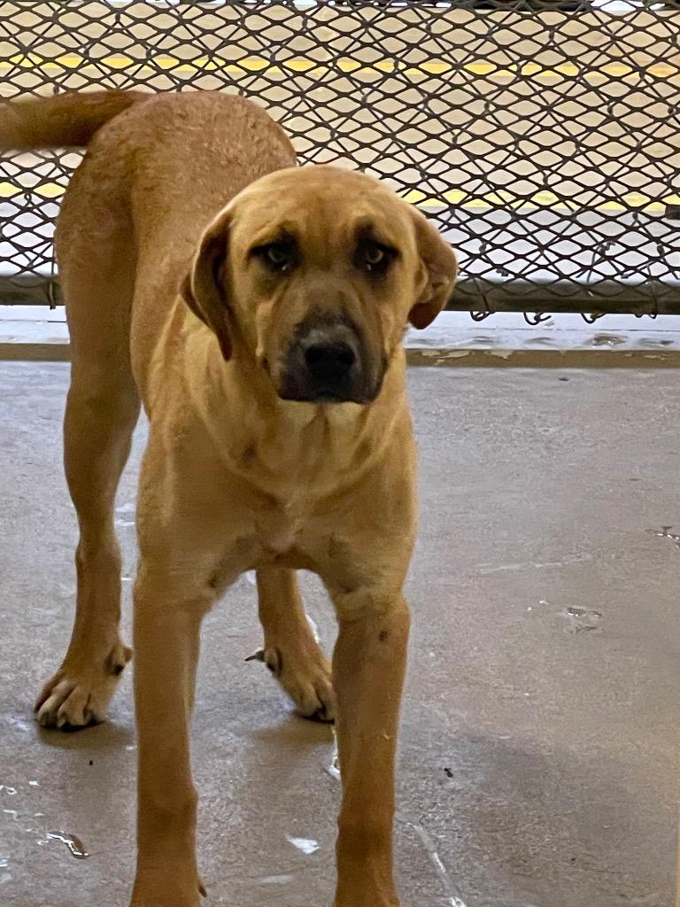 Dew, Adoptable, Adult Female Labrador Retriever & Mixed Breed.