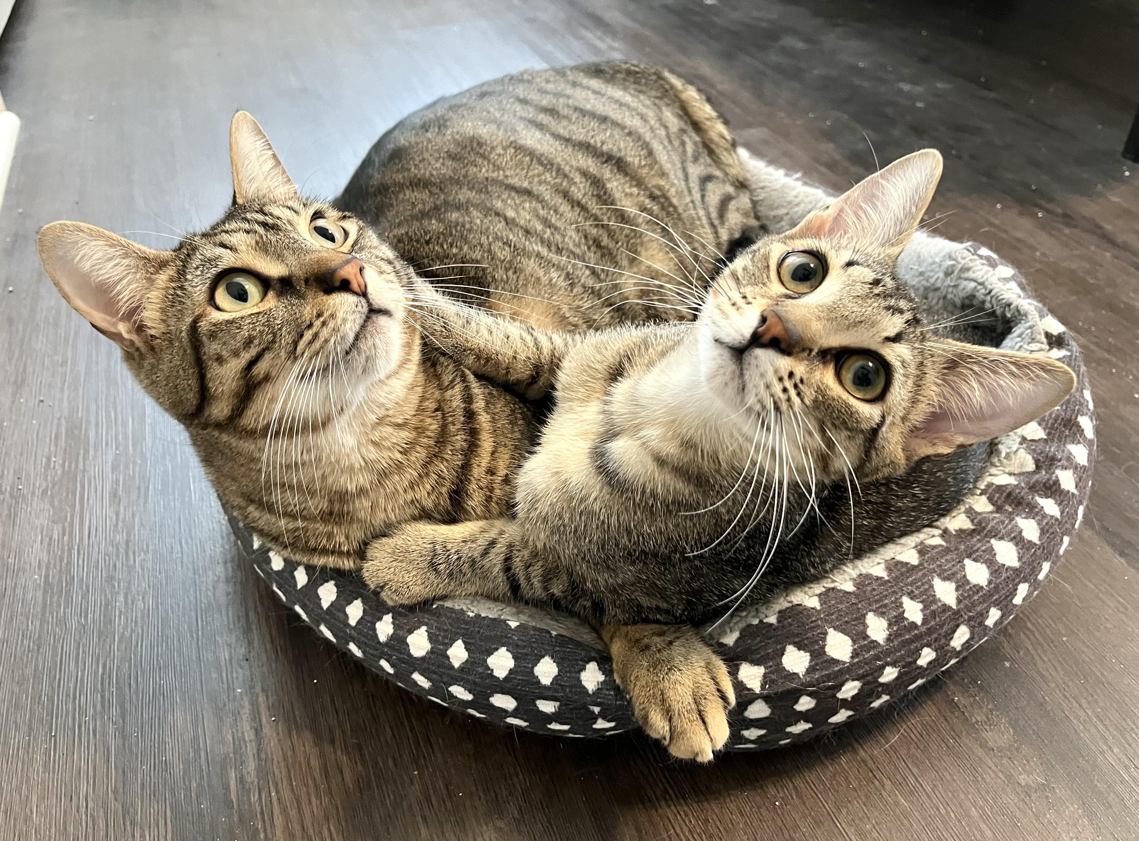 Enlarge Newt & Chalk, a Adoptable mixed breed in Pinson, AL image 1/6