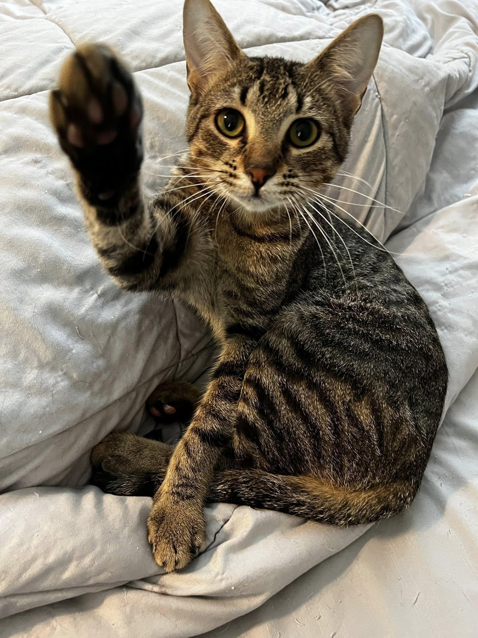 Enlarge Newt & Chalk, a Adoptable mixed breed in Pinson, AL image 4/6