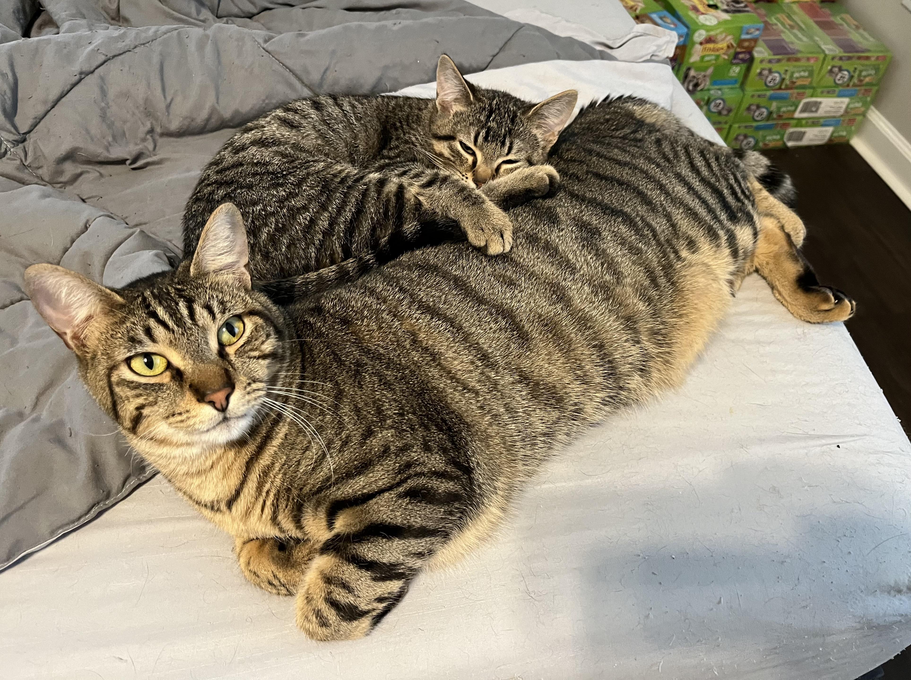 Enlarge Newt & Chalk, a Adoptable mixed breed in Pinson, AL image 6/6