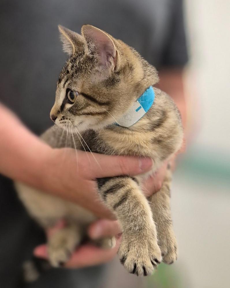 Hank, Adoptable, Kitten Female Domestic Short Hair.