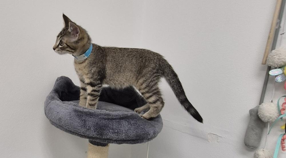 Hank, a Adoptable mixed breed in South Bend, IN image 2/6
