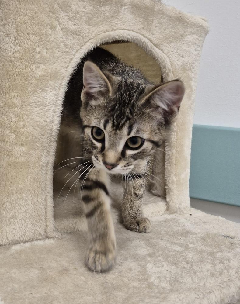 Hank, a Adoptable mixed breed in South Bend, IN image 4/6