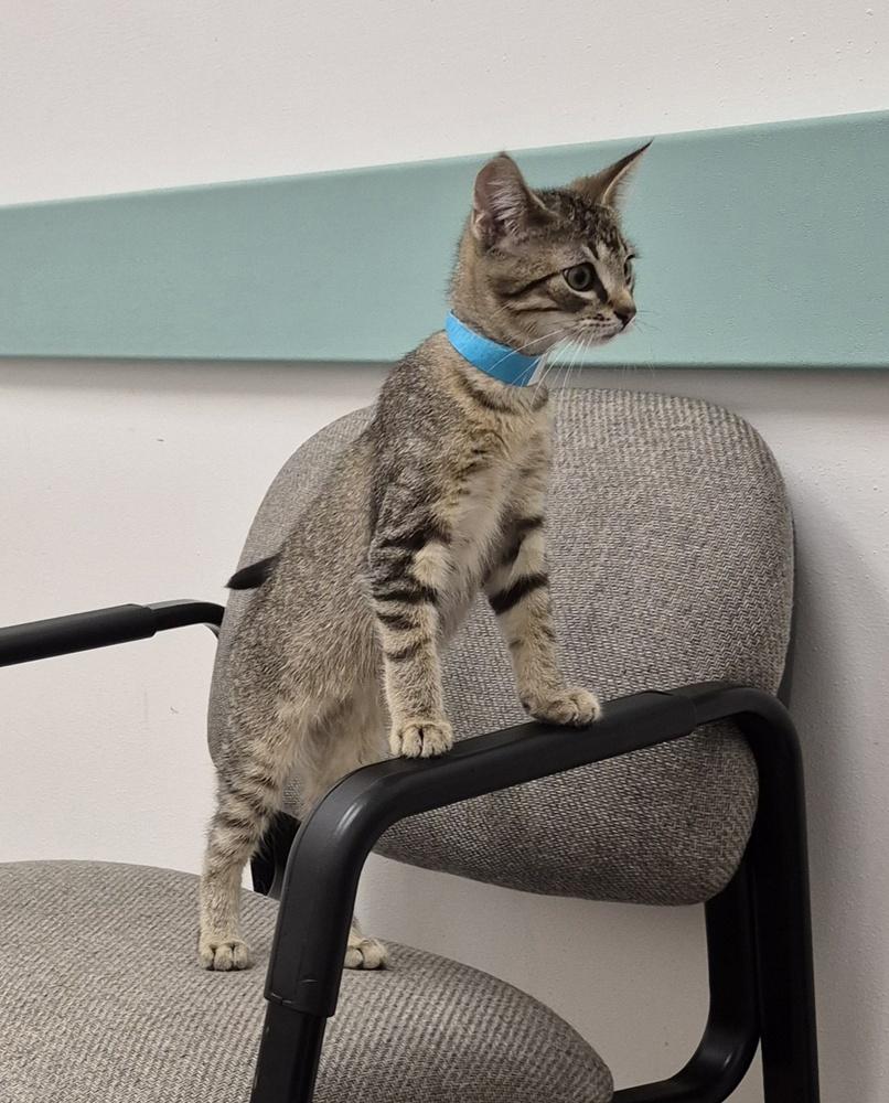Hank, a Adoptable mixed breed in South Bend, IN image 5/6