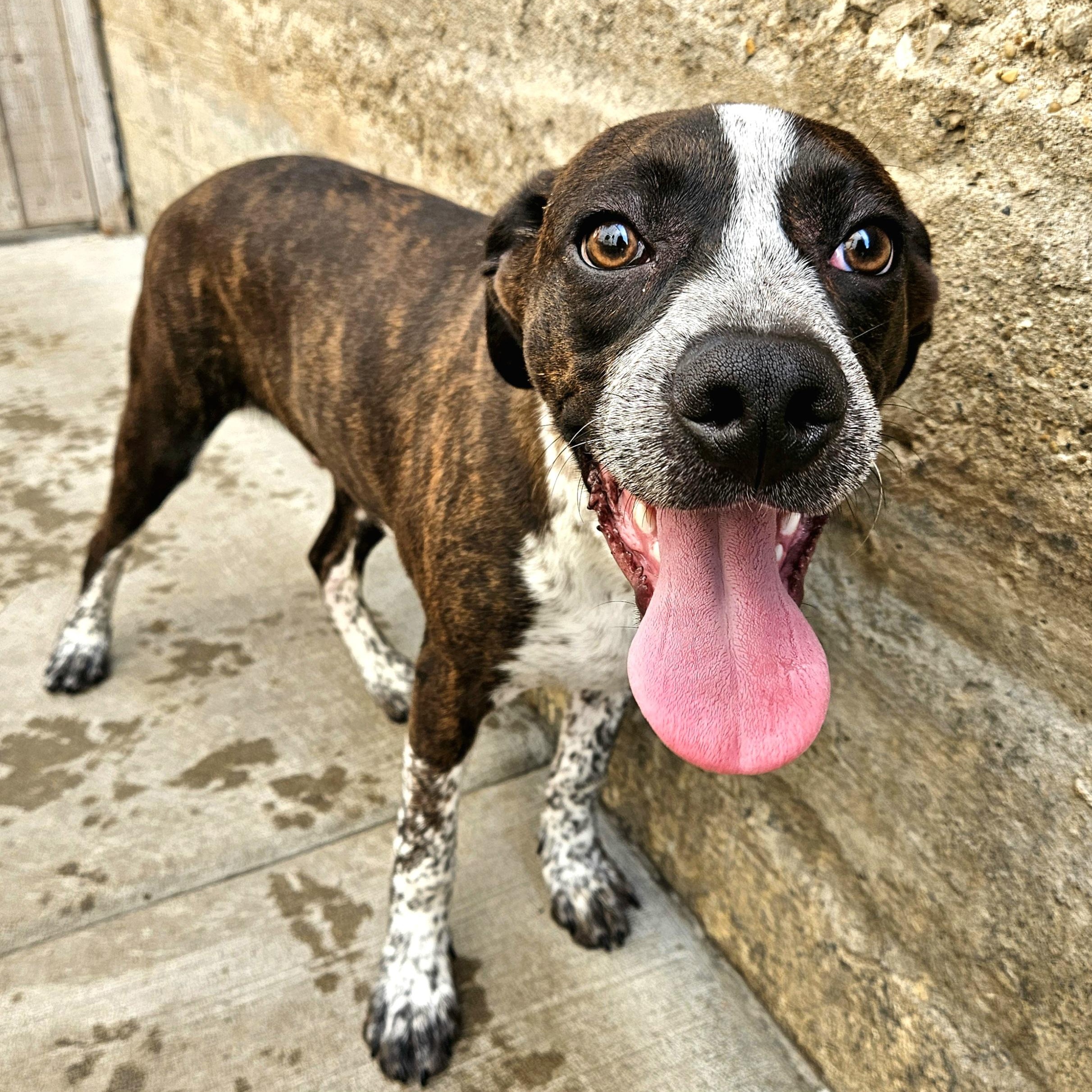 Enlarge Swiss, a ADOPTABLE mixed breed in Chicago, IL image 2/6