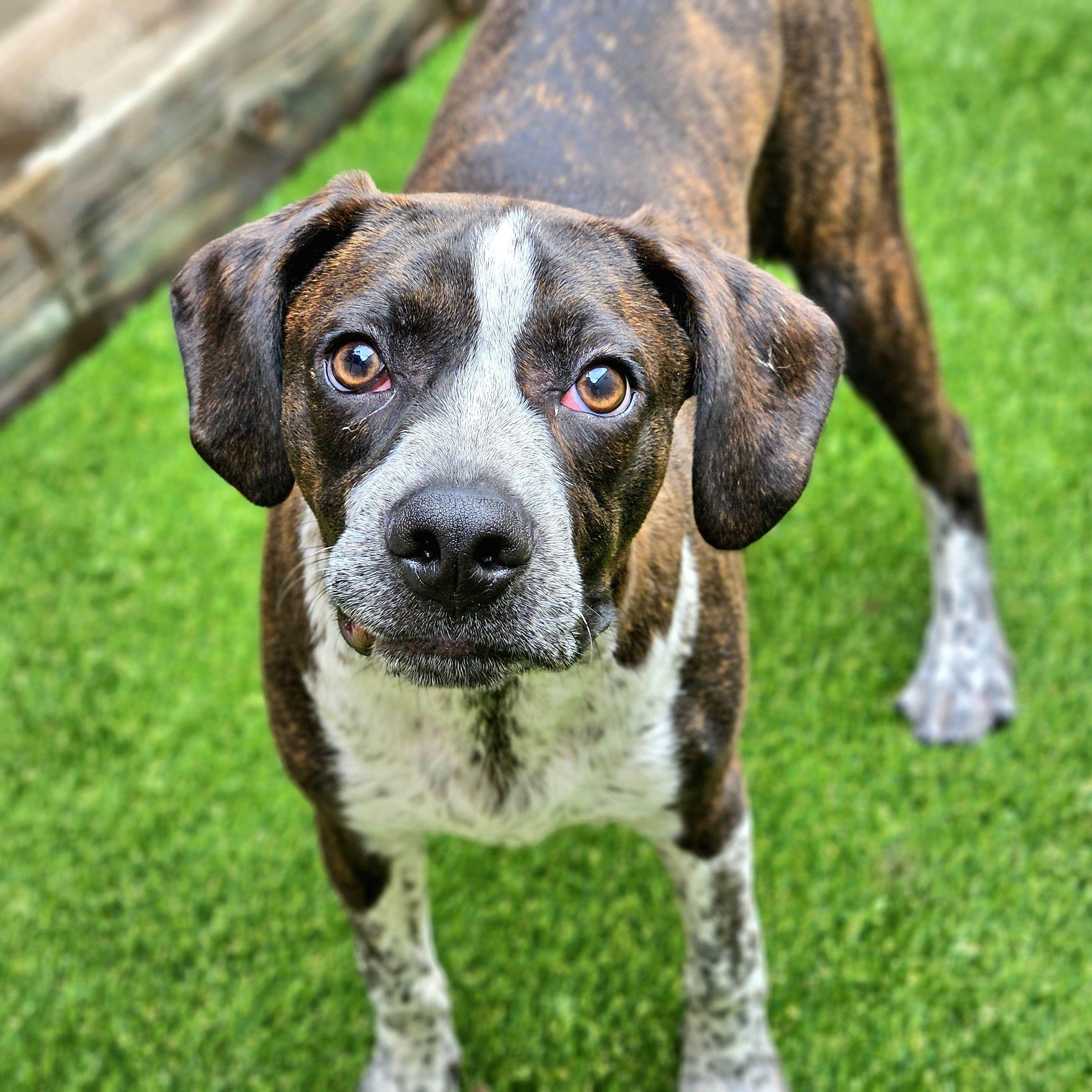 Swiss, ADOPTABLE, Puppy Male Boston Terrier & Hound.