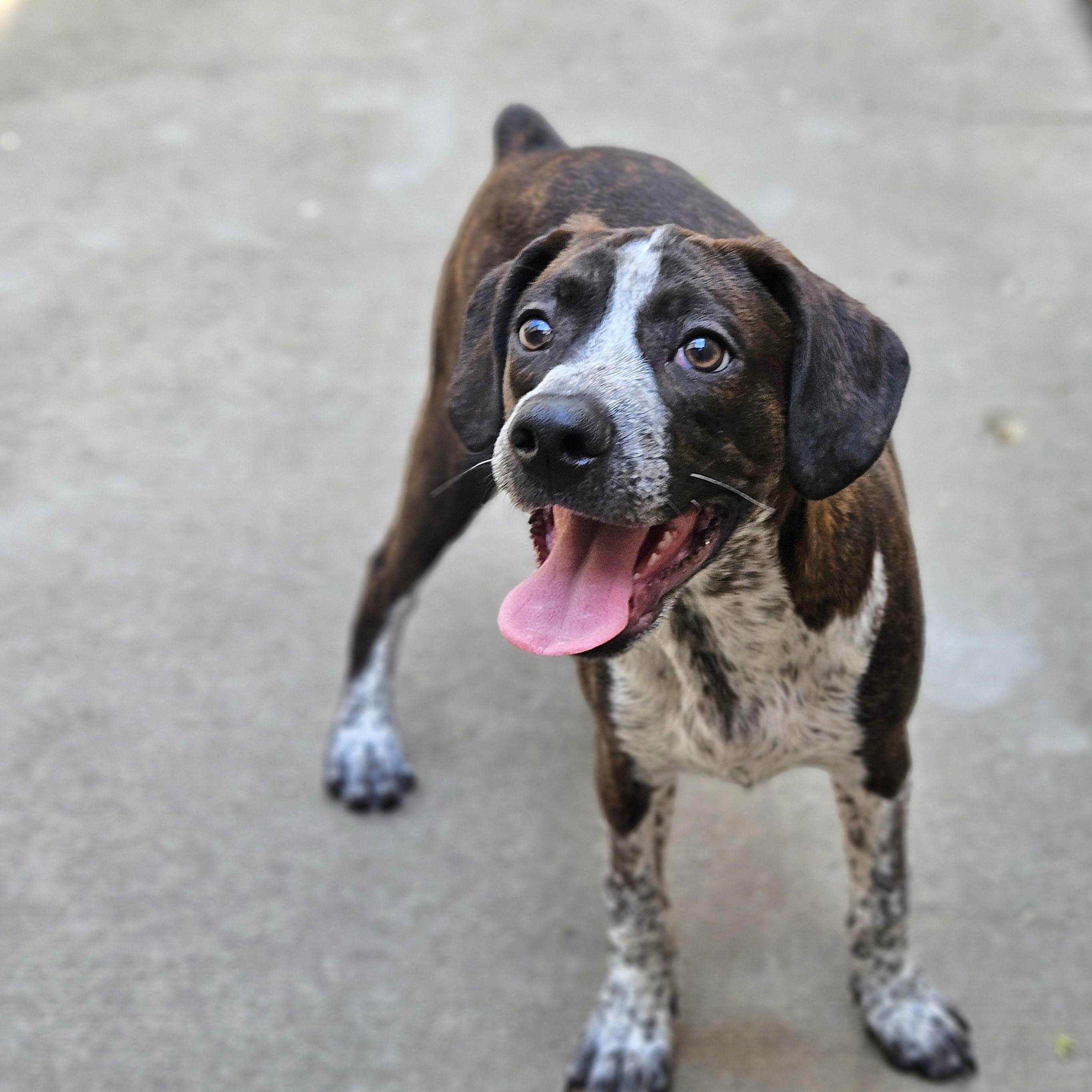 Enlarge Swiss, a ADOPTABLE mixed breed in Chicago, IL image 6/6