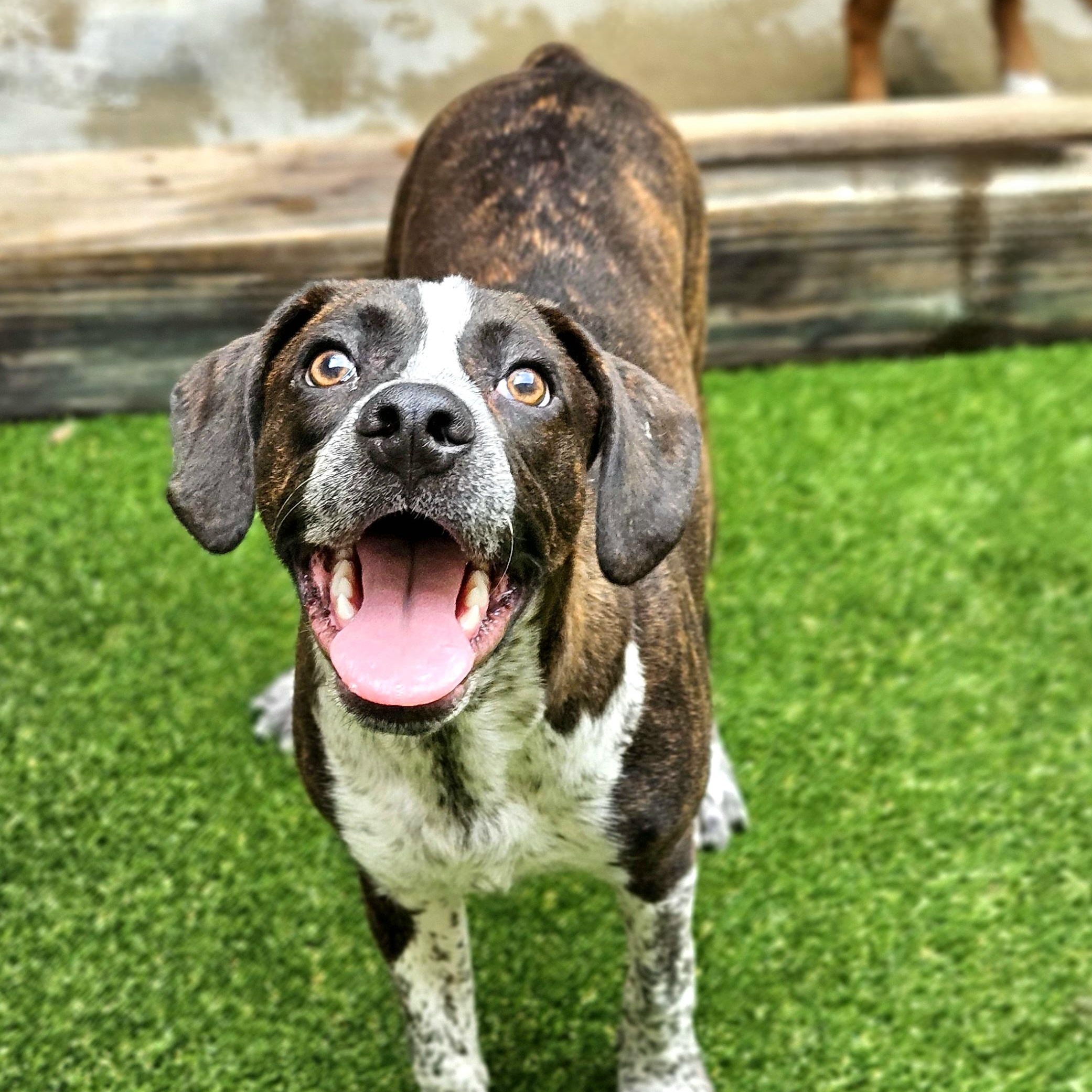 Enlarge Swiss, a ADOPTABLE mixed breed in Chicago, IL image 3/6