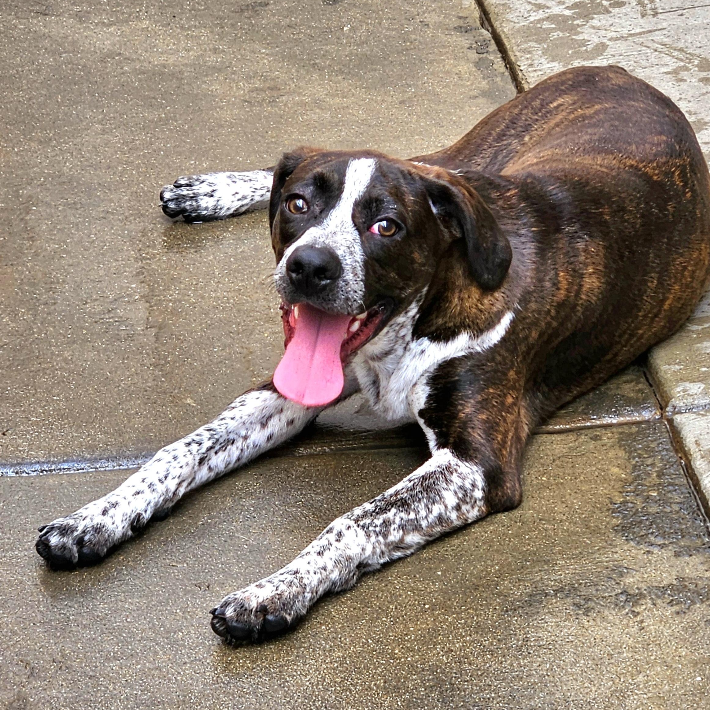 Enlarge Swiss, a ADOPTABLE mixed breed in Chicago, IL image 4/6