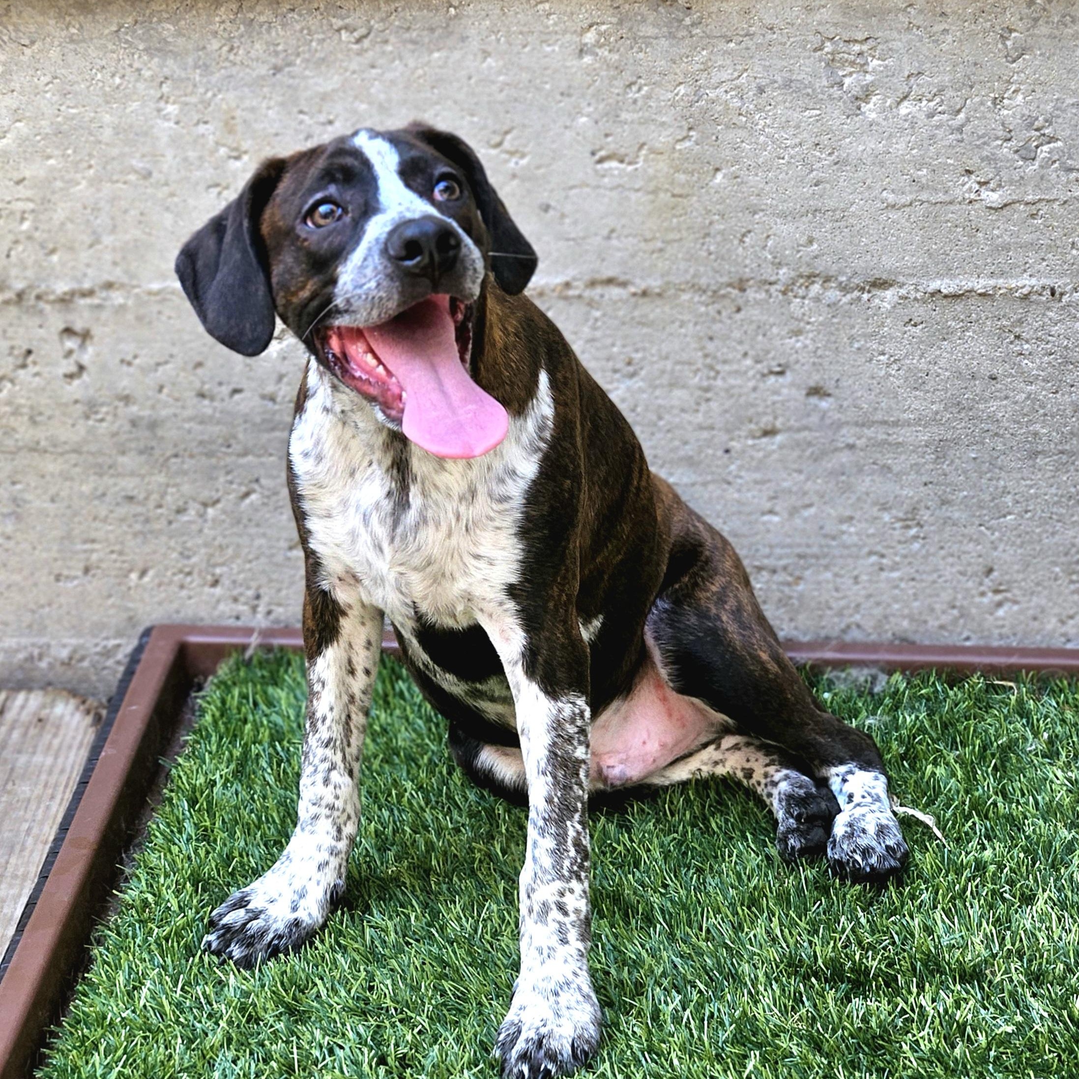 Enlarge Swiss, a ADOPTABLE mixed breed in Chicago, IL image 5/6