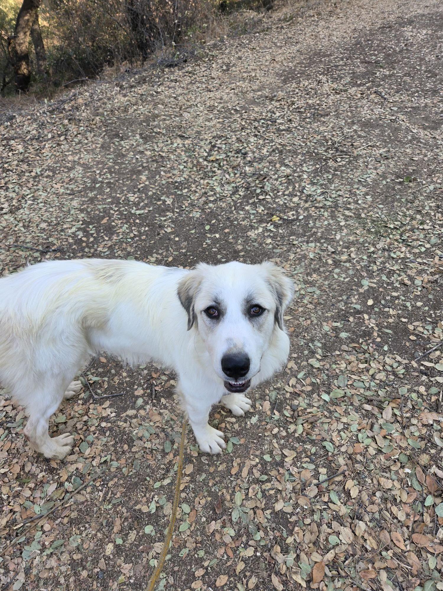 Enlarge Haven 0126, a Adoptable mixed breed in Sonora, CA image 2/4